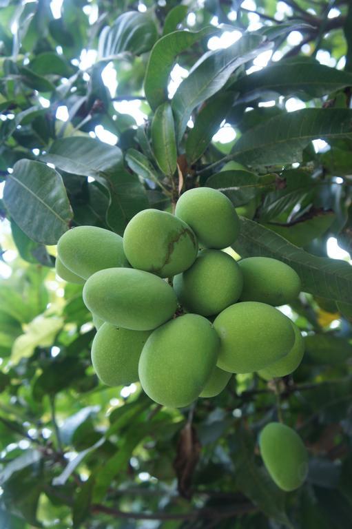 Cashew Nut Village Bophut Buitenkant foto