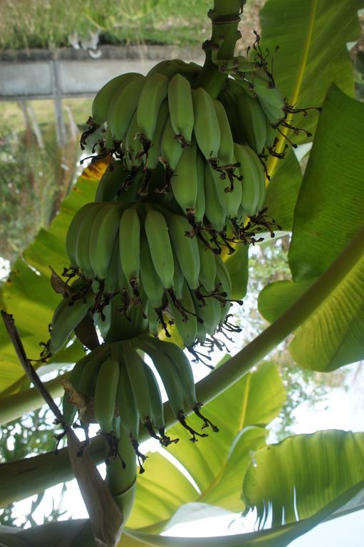 Cashew Nut Village Bophut Buitenkant foto