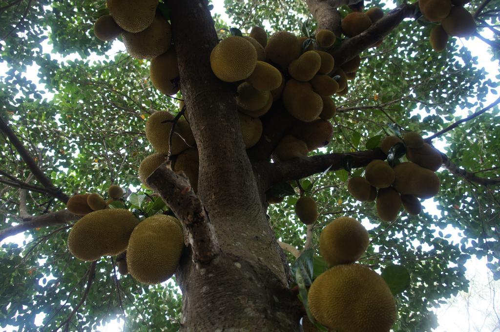 Cashew Nut Village Bophut Buitenkant foto